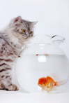 cat looking at gold fish in fish bowl